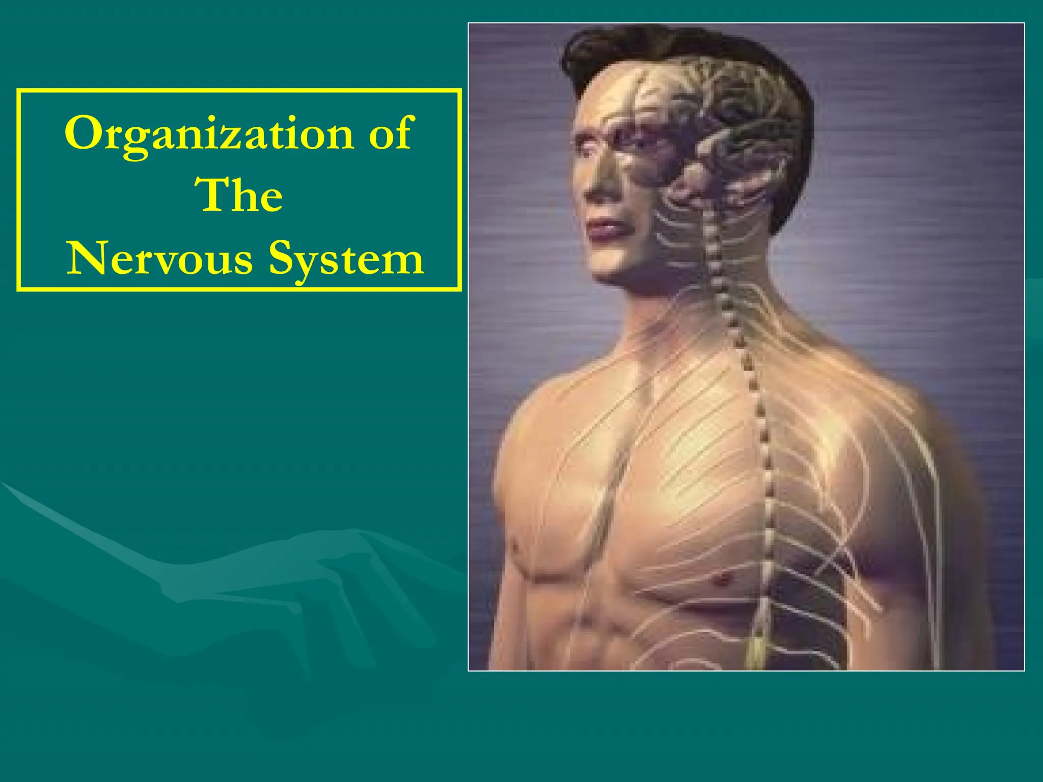 Organization of the Nervous System .pptx