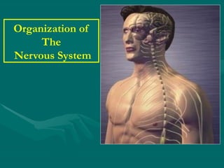 Organization of the Nervous System .pptx