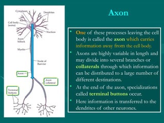 Organization of the Nervous System .pptx