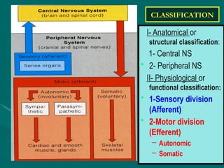 Organization of the Nervous System .pptx