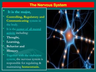 Organization of the Nervous System .pptx