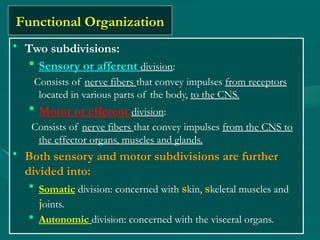 Organization of the Nervous System .pptx