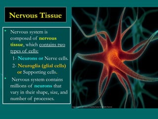 Organization of the Nervous System .pptx
