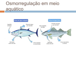 Osmorregulação em meio
aquático
 
