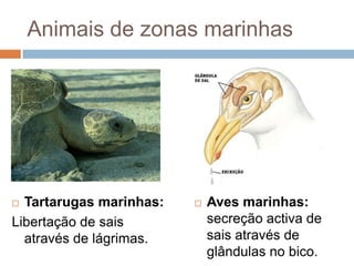 Animais de zonas marinhas




 Tartarugas marinhas:      Aves marinhas:
Libertação de sais           secreção activa de
  através de lágrimas.       sais através de
                             glândulas no bico.
 