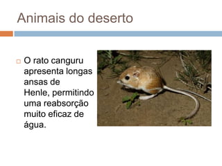 Animais do deserto


   O rato canguru
    apresenta longas
    ansas de
    Henle, permitindo
    uma reabsorção
    muito eficaz de
    água.
 