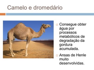 Camelo e dromedário

                   Consegue obter
                    água por
                    processos
                    metabólicos de
                    degradação da
                    gordura
                    acumulada.
                   Ansas de Henle
                    muito
                    desenvolvidas.
 