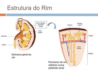 Estrutura do Rim




 Estrutura geral do
 rim
                      Pormenor de um
                      nefrónio numa
                      pirâmide renal
 