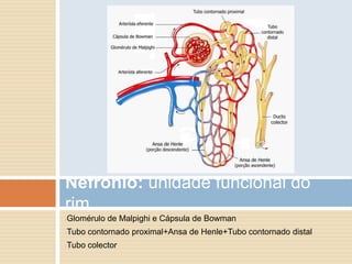 Nefrónio: unidade funcional do
rim
Glomérulo de Malpighi e Cápsula de Bowman
-

Tubo contornado proximal+Ansa de Henle+Tubo contornado distal
-

Tubo colector
-
 