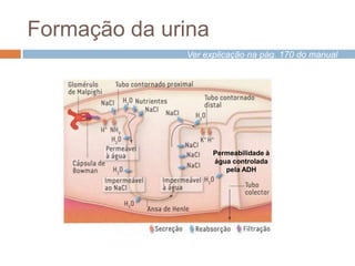 Formação da urina
              Ver explicação na pág. 170 do manual




                    Permeabilidade à
                    água controlada
                       pela ADH
 