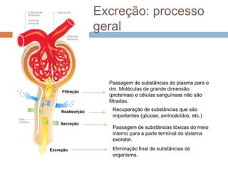 Excreção: processo
geral



  Passagem de substâncias do plasma para o
  rim. Moléculas de grande dimensão
  (proteínas) e células sanguíneas não são
  filtradas.
   Recuperação de substâncias que são
   importantes (glicose, aminoácidos, etc.)

   Passagem de substâncias tóxicas do meio
   interno para a parte terminal do sistema
   excretor.
   Eliminação final de substâncias do
   organismo.
 