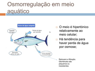 Osmorregulação em meio
aquático

                  O meio é hipertónico
                   relativamente ao
                   meio celular;
                  Há tendência para
                   haver perda de água
                   por osmose;


                   Reduzem a filtração.
                   Glomérulos são
                   pequenos ou
                   inexistentes
 