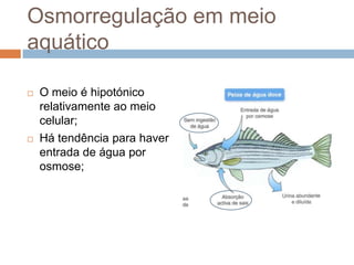 Osmorregulação em meio
aquático

   O meio é hipotónico
    relativamente ao meio
    celular;
   Há tendência para haver
    entrada de água por
    osmose;
 