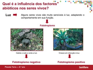 Qual  é  a influência dos factores abióticos nos seres vivos? Luz Alguns seres vivos são muito sensíveis à luz, adaptando o comportamento em sua função. Fototropismo Habita o solo e evita a luz. Fototropismo negativo Cresce em direcção à luz. Fototropismo positivo Planeta Terra — 8.º ano 