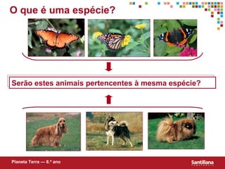 O que é uma espécie? Serão estes animais pertencentes à mesma espécie? Planeta Terra — 8.º ano 