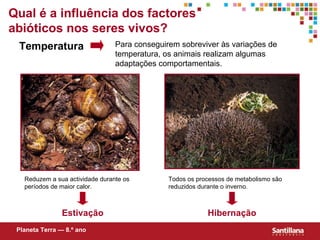 Qual  é  a influência dos factores abióticos nos seres vivos? Temperatura Para conseguirem sobreviver às variações de temperatura, os animais realizam algumas adaptações comportamentais. Reduzem a sua actividade durante os períodos de maior calor. Todos os processos de metabolismo são reduzidos durante o inverno. Estivação Hibernação Planeta Terra — 8.º ano 
