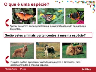 O que é uma espécie? Serão estes animais pertencentes à mesma espécie? Apesar de serem muito semelhantes, estas borboletas são de espécies diferentes. Os cães podem apresentar variadíssimas cores e tamanhos, mas pertencem todos à mesma espécie. Planeta Terra — 8.º ano 