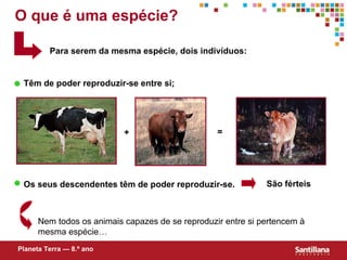 O que é uma espécie? Para serem da mesma espécie, dois indivíduos: Têm de poder reproduzir-se entre si; + = Os seus descendentes têm de poder reproduzir-se. São férteis Nem todos os animais capazes de se reproduzir entre si pertencem à mesma espécie… Planeta Terra — 8.º ano 