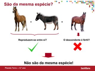 São da mesma espécie? + = Reproduzem-se entre si? O descendente é fértil? Não são da mesma espécie! Planeta Terra — 8.º ano 