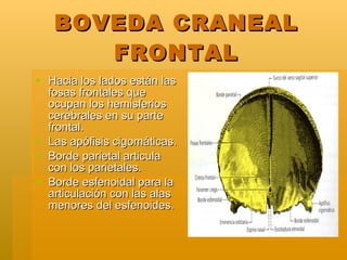 BOVEDA CRANEAL FRONTAL <ul><li>Hacia los lados están las fosas frontales que ocupan los hemisferios cerebrales en su parte...