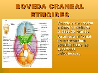 BOVEDA CRANEAL ETMOIDES <ul><li>Situado en la porción anterior y media de la base del cráneo. </li></ul><ul><li>Se articul...