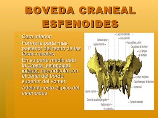 BOVEDA CRANEAL ESFENOIDES <ul><li>Cara inferior: </li></ul><ul><li>Forma la parte mas posterior del techo de las fosas nas...