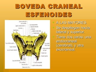 BOVEDA CRANEAL ESFENOIDES <ul><li>A LAS MAYORES </li></ul><ul><li>Se despliegan hacia lateral y superior. </li></ul><ul><l...