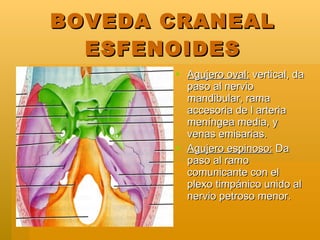 BOVEDA CRANEAL ESFENOIDES <ul><li>Agujero oval:  vertical, da paso al nervio mandibular, rama accesoria de l arteria menín...