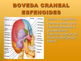 BOVEDA CRANEAL ESFENOIDES <ul><li>Inferior o cigomática: </li></ul><ul><li>Forma el techo de la fosa infratemporal y da in...