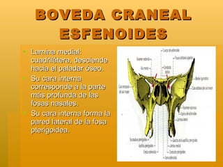 BOVEDA CRANEAL ESFENOIDES <ul><li>Lamina medial: cuadrilátera, desciende hacia el paladar óseo. </li></ul><ul><li>Su cara ...