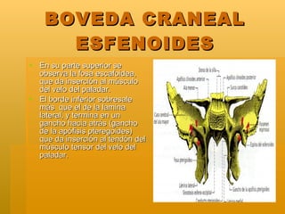 BOVEDA CRANEAL ESFENOIDES <ul><li>En su parte superior se observa la fosa escafoidea, que da inserción al músculo del velo...