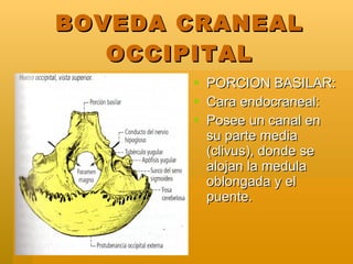 BOVEDA CRANEAL OCCIPITAL <ul><li>PORCION BASILAR: </li></ul><ul><li>Cara endocraneal: </li></ul><ul><li>Posee un canal en ...