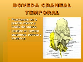 BOVEDA CRANEAL TEMPORAL <ul><li>Posicionado en la porción inferior y media del cráneo. </li></ul><ul><li>Dividido en porci...