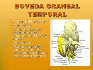 BOVEDA CRANEAL TEMPORAL <ul><li>PORCIÓN ESCAMOSA: </li></ul><ul><li>Cara externa: </li></ul><ul><li>Lamina semicircular, a...