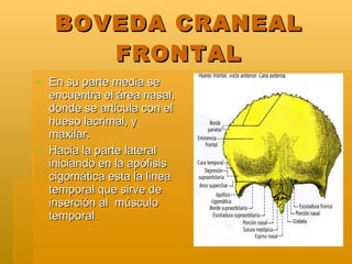BOVEDA CRANEAL FRONTAL <ul><li>En su parte media se encuentra el área nasal, donde se articula con el hueso lacrimal, y ma...