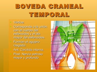 BOVEDA CRANEAL TEMPORAL <ul><li>Vértice: </li></ul><ul><li>Corresponde a la unión con el cuerpo del esfenoides y el ala ma...