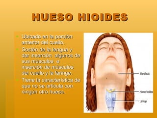 HUESO HIOIDES <ul><li>Ubicado en la porción anterior del cuello. </li></ul><ul><li>Sostén de la lengua y dar inserción  al...