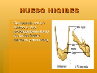 HUESO HIOIDES <ul><li>Compuesto por un cuerpo y  dos prolongaciones hacia los lados (astas mayores y menores). </li></ul>