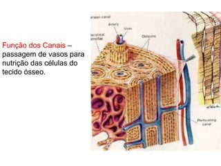 Função dos Canais –
passagem de vasos para
nutrição das células do
tecido ósseo.
 