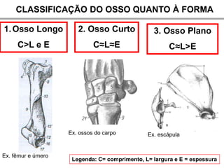 CLASSIFICAÇÃO DO OSSO QUANTO À FORMA

1. Osso Longo          2. Osso Curto             3. Osso Plano
     C>L e E                 C≈L≈E                     C≈L>E




                    Ex. ossos do carpo         Ex. escápula


Ex. fêmur e úmero
                     Legenda: C= comprimento, L= largura e E = espessura
 