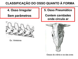 CLASSIFICAÇÃO DO OSSO QUANTO À FORMA

 4. Osso Irregular   5. Osso Pneumático
 Sem parâmetros      Contem cavidades
                      onde circula ar




  Ex. Vértebras




                      Ossos do crânio e os das aves
 