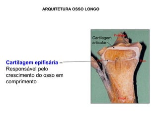 ARQUITETURA OSSO LONGO




                                 Cartilagem
                                 articular




Cartilagem epifisária –
Responsável pelo
crescimento do osso em
comprimento
 