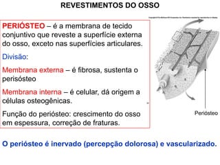 REVESTIMENTOS DO OSSO

PERIÓSTEO – é a membrana de tecido
conjuntivo que reveste a superfície externa
do osso, exceto nas superfícies articulares.
Divisão:
Membrana externa – é fibrosa, sustenta o
perisósteo
Membrana interna – é celular, dá origem a
células osteogênicas.
Função do periósteo: crescimento do osso             Periósteo
em espessura, correção de fraturas.

O periósteo é inervado (percepção dolorosa) e vascularizado.
 
