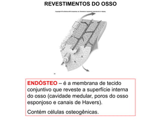 REVESTIMENTOS DO OSSO




ENDÓSTEO – é a membrana de tecido
conjuntivo que reveste a superfície interna
do osso (cavidade medular, poros do osso
esponjoso e canais de Havers).
Contém células osteogênicas.
 