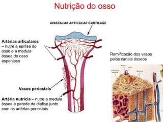 Nutrição do osso



Artérias articulares
– nutre a epífise do
osso e a medula
óssea do osso                             Ramificação dos vasos
esponjoso                                 pelos canais ósseos




         Vasos periostais

Artéria nutrícia – nutre a medula
óssea e parede da diáfise junto
com as artérias periostais
 