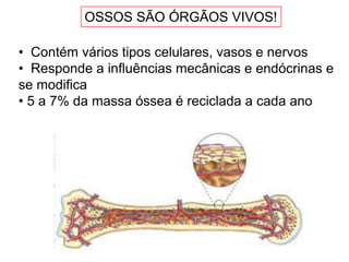 OSSOS SÃO ÓRGÃOS VIVOS!

• Contém vários tipos celulares, vasos e nervos
• Responde a influências mecânicas e endócrinas e
se modifica
• 5 a 7% da massa óssea é reciclada a cada ano
 