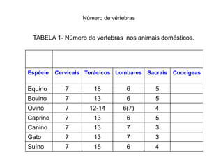 Número de vértebras


 TABELA 1- Número de vértebras nos animais domésticos.




Espécie   Cervicais Torácicos Lombares Sacrais   Coccígeas

Equino       7        18         6        5
Bovino       7        13         6        5
Ovino        7       12-14      6(7)      4
Caprino      7        13         6        5
Canino       7        13         7        3
Gato         7        13         7        3
Suíno        7        15         6        4
 