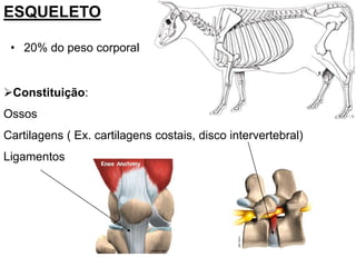 ESQUELETO

 • 20% do peso corporal


Constituição:
Ossos
Cartilagens ( Ex. cartilagens costais, disco intervertebral)
Ligamentos
 