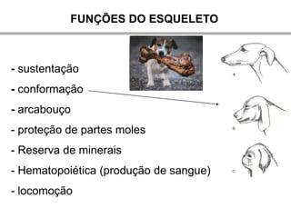 FUNÇÕES DO ESQUELETO



- sustentação
- conformação
- arcabouço
- proteção de partes moles
- Reserva de minerais
- Hematopoiética (produção de sangue)
- locomoção
 
