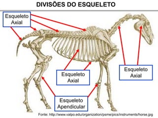 DIVISÕES DO ESQUELETO
Esqueleto
  Axial




                                                                 Esqueleto
                          Esqueleto                                Axial
                            Axial


                        Esqueleto
                       Apendicular
            Fonte: http://www.valpo.edu/organization/psme/pics/instruments/horse.jpg
 
